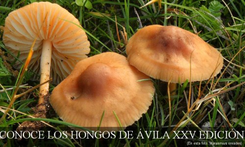 Conoce los hongos de Ávila 2024