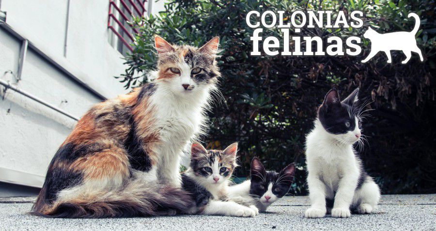 Colonias Felinas