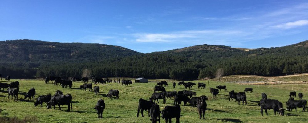 La Diputación de Ávila subastará el sábado una treintena de reses de raza avileña - negra ibérica