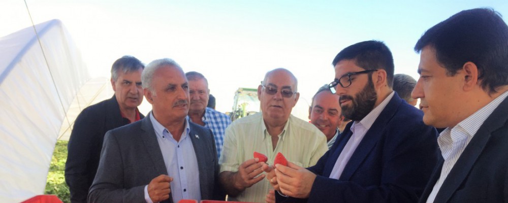 El presidente de la Diputación destaca la implantación de nuevos proyectos de invernaderos de fresas en el campo abulense
