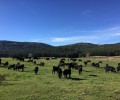 Foto de La Diputación de Ávila subastará el sábado una treintena de reses de raza avileña - negra ibérica