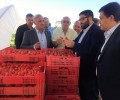 Foto de El presidente de la Diputación destaca la implantación de nuevos proyectos de invernaderos de fresas en el campo abulense