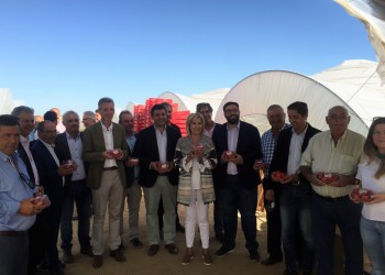 El presidente de la Diputación destaca la implantación de nuevos proyectos de invernaderos de fresas en el campo abulense (2º Fotografía)