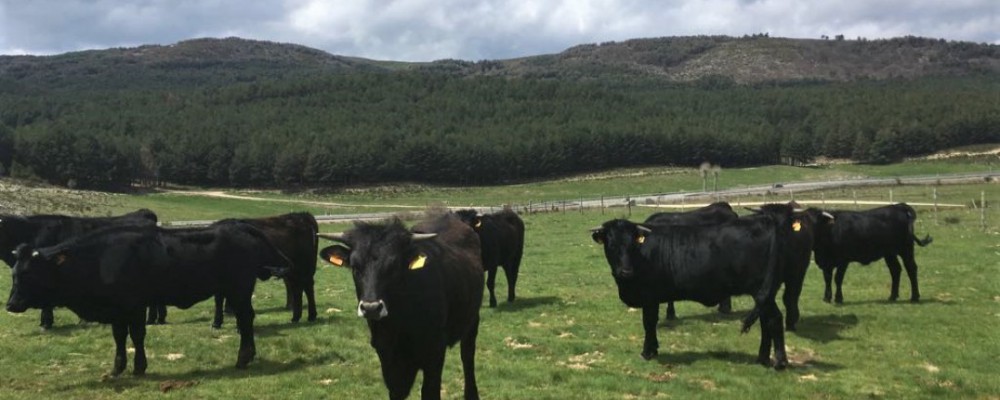 La Diputación de Ávila subastará una treintena de reses de su ganadería de raza avileña el próximo 19 de mayo