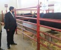 Foto de Los productos agroalimentarios de la provincia y el sector ganadero acuden a Salamaq de la mano de la Diputación