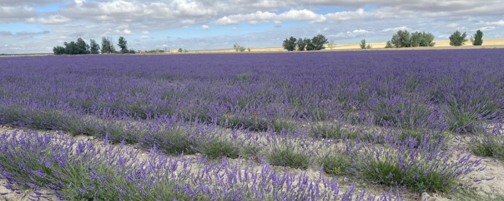 La Diputación busca fomentar el turismo de floración con nueve cursos formativos virtuales para el sector