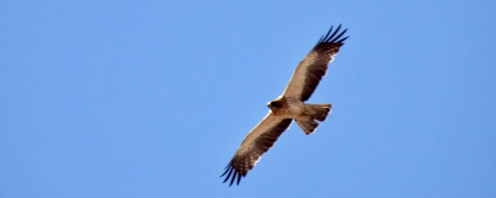 La Diputación regresa a Naturcyl y debuta en el Delta Birding Festival en Tarragona