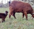 Foto de Nace la primera cría de cabra guisandesa dentro del proyecto de la diputación para preservar la raza