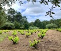 Foto de Jornada del 'Chameleon' para compartir con viticultores datos sobre el viñedo obtenidos con drones