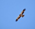 Foto de La Diputación regresa a Naturcyl y debuta en el Delta Birding Festival en Tarragona