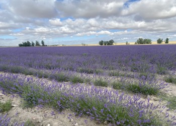 La Diputación busca fomentar el turismo de floración con nueve cursos formativos virtuales para el sector